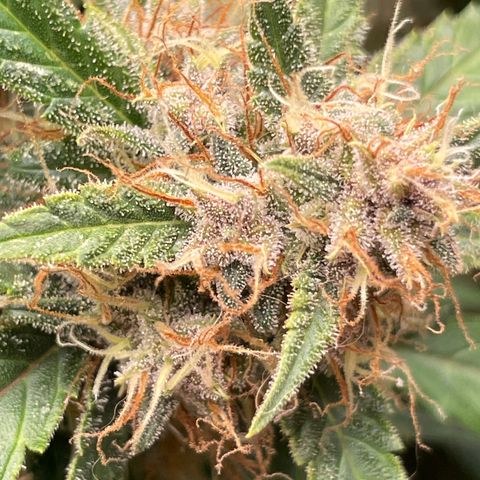 Zkittlez growlog timeline photo