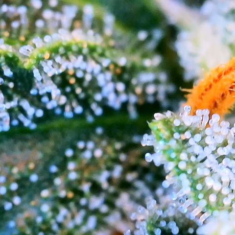 Zkittlez growlog timeline photo