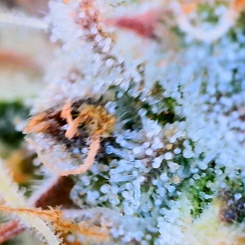 Zkittlez growlog timeline photo