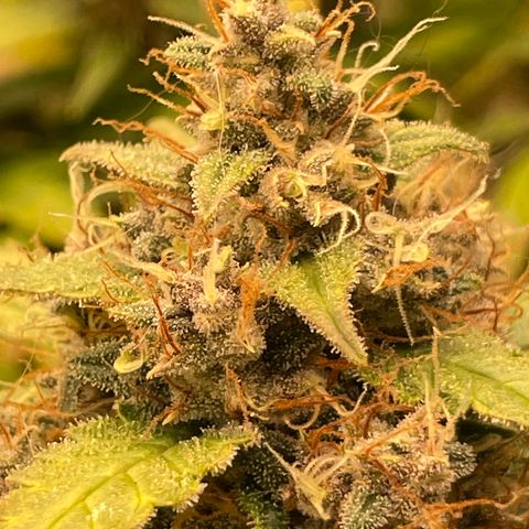 Zkittlez growlog timeline photo