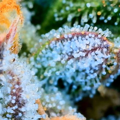 Zkittlez growlog timeline photo