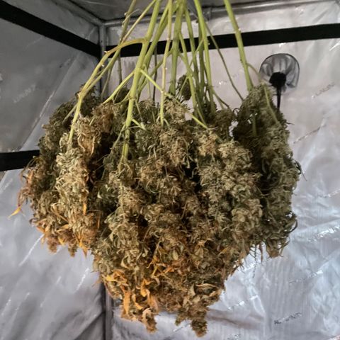 Zkittlez growlog timeline photo