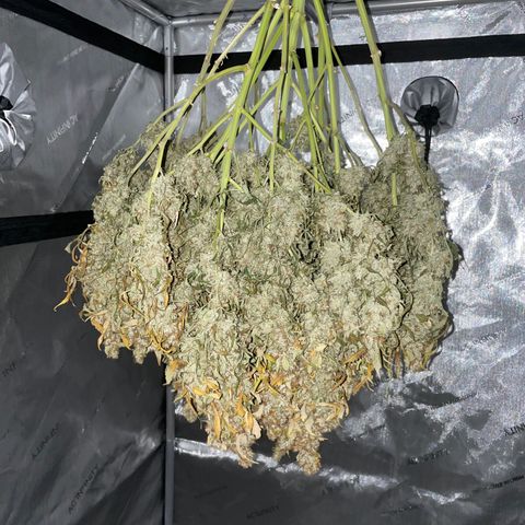 Zkittlez growlog timeline photo