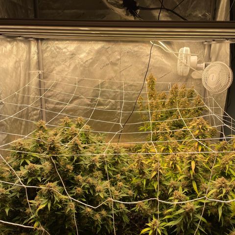 Zkittlez growlog timeline photo