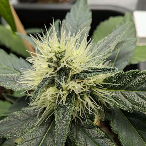 🏝️ Tropicana Cookies Auto - Palo #3 growlog timeline photo