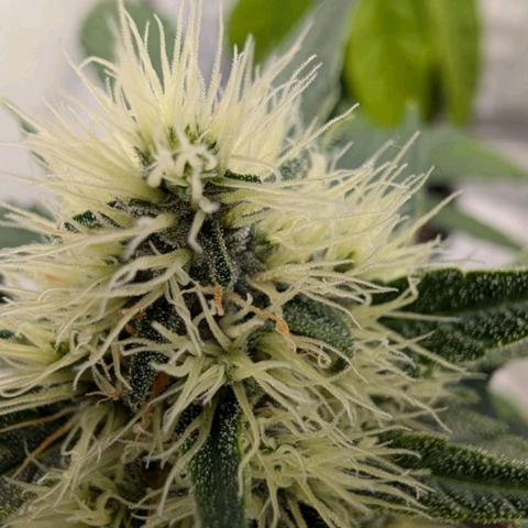 🏝️ Tropicana Cookies Auto - Palo #3 growlog timeline photo