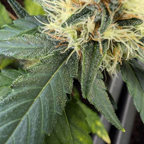 🏝️ Tropicana Cookies Auto - Palo #3 growlog timeline photo