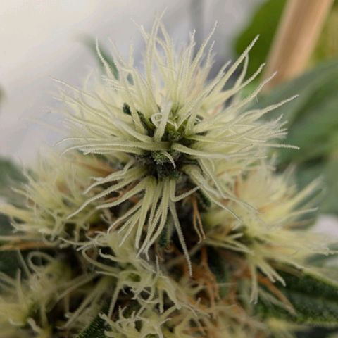 🏝️ Tropicana Cookies Auto - Palo #3 growlog timeline photo
