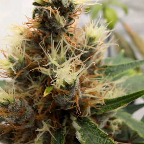 🏝️ Tropicana Cookies Auto - Palo #3 growlog timeline photo