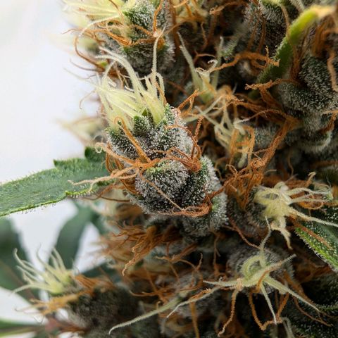🏝️ Tropicana Cookies Auto - Palo #3 growlog timeline photo