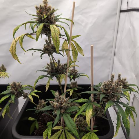 🏝️ Tropicana Cookies Auto - Palo #3 growlog timeline photo