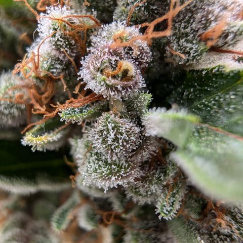 🏝️ Tropicana Cookies Auto - Palo #3 growlog timeline photo
