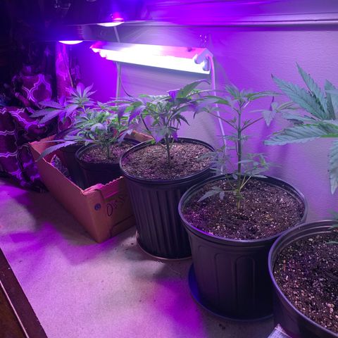 Unknown strain growlog photo: They stepping out this morning, and stinking quite nicely, I have no idea the strands but they stink, the stems are stinking already when you rub them, I used magnifying glass and flash light, there not showing any signs of being male so far, I hope it stays that way fingers crossed, I think they like there environment for most part there healthy.