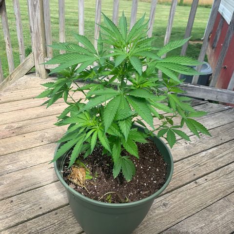 Unknown strain growlog photo: One of my outdoor babies, she smelling good. Exactly six weeks old from seed, and 4 weeks into veg.