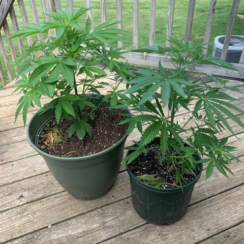 Unknown strain growlog photo: The pot size is different, but the plants are doing about the same, so I’m curious to see what there gonna look like in another month.
