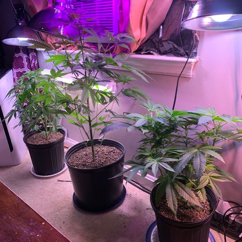 Unknown strain growlog photo: Switched to 12/12 lighting today.