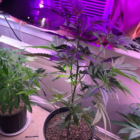 Unknown strain growlog photo: Switched to 12/12 lighting today.