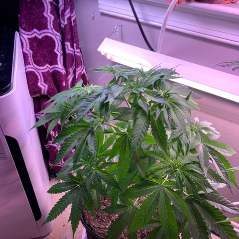Unknown strain growlog photo: Switched to 12/12 lighting today.
