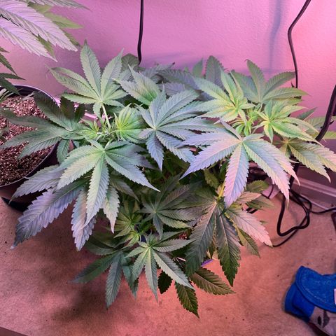 Unknown strain growlog photo: Switched to 12/12 lighting today.