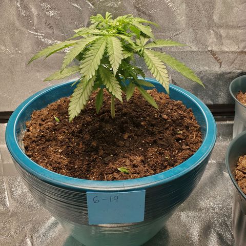 Cali growlog timeline photo