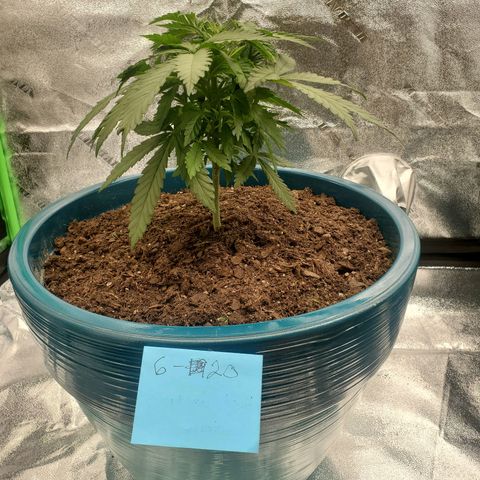Cali growlog timeline photo