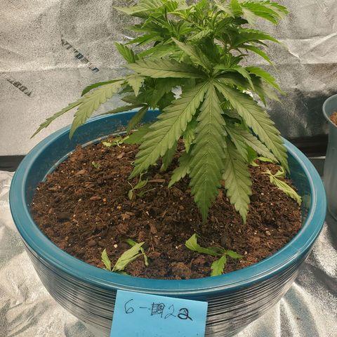 Cali growlog timeline photo
