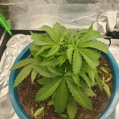 Cali growlog timeline photo
