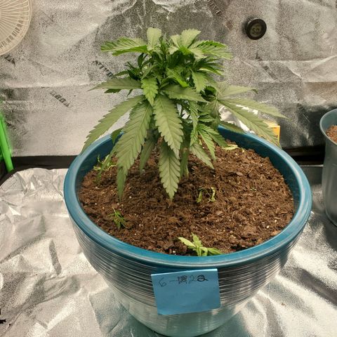 Cali growlog timeline photo