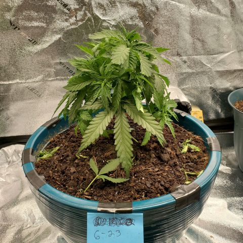 Cali growlog timeline photo