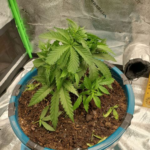 Cali growlog timeline photo