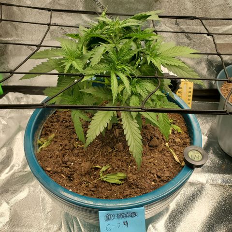 Cali growlog timeline photo