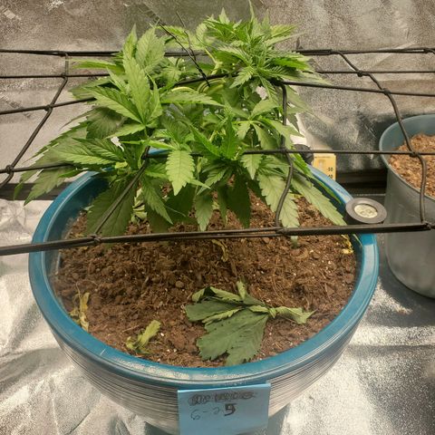 Cali growlog timeline photo