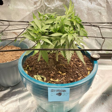Cali growlog timeline photo
