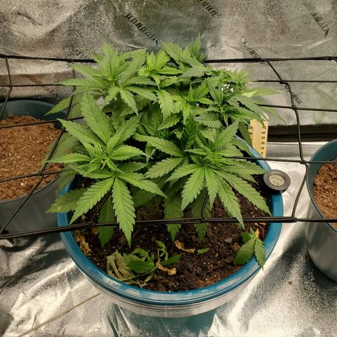 Cali growlog timeline photo
