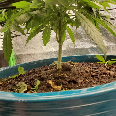 Cali growlog timeline photo