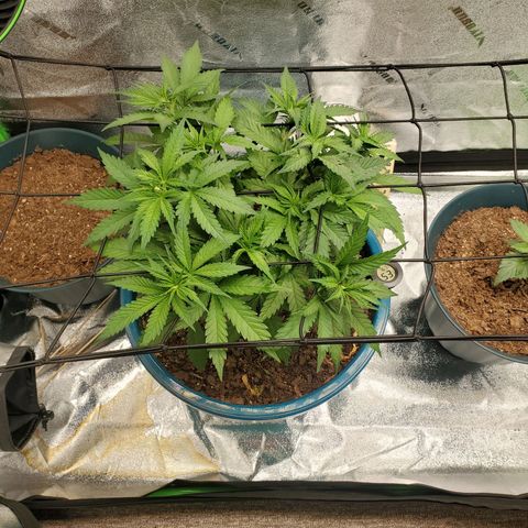 Cali growlog timeline photo