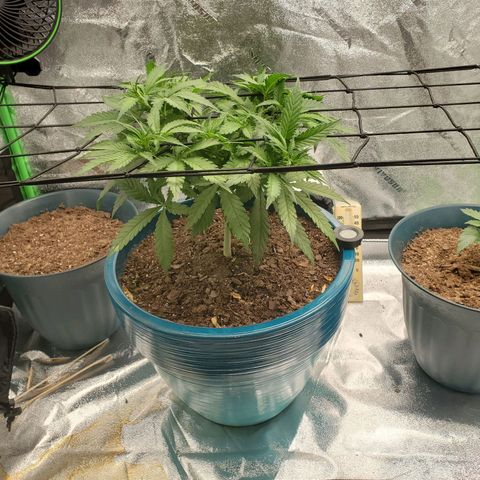 Cali growlog timeline photo