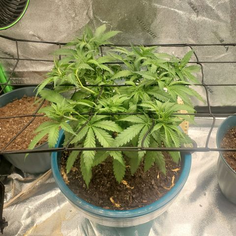 Cali growlog timeline photo
