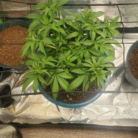 Cali growlog timeline photo