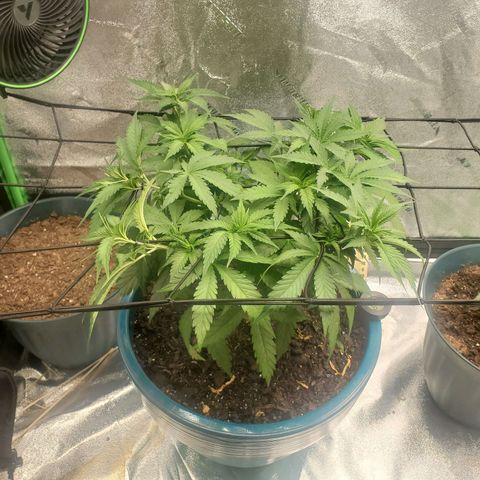 Cali growlog timeline photo