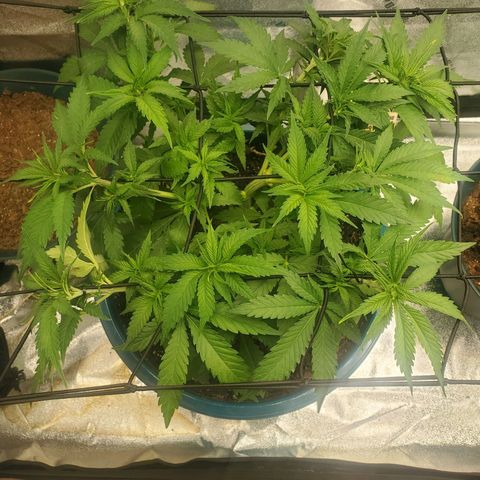 Cali growlog timeline photo