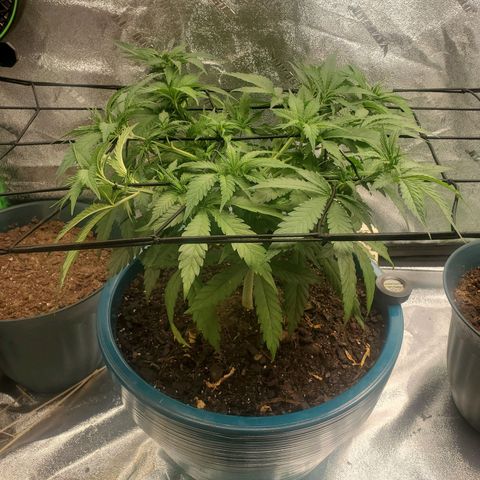 Cali growlog timeline photo