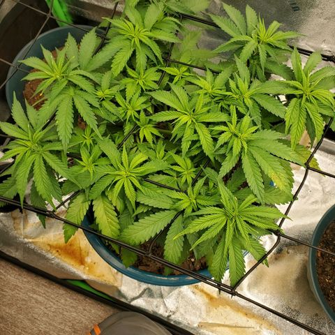 Cali growlog timeline photo