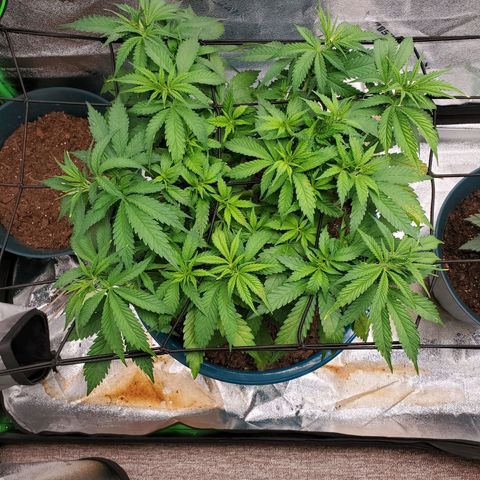 Cali growlog photo: Pm after work. Looking better already 
