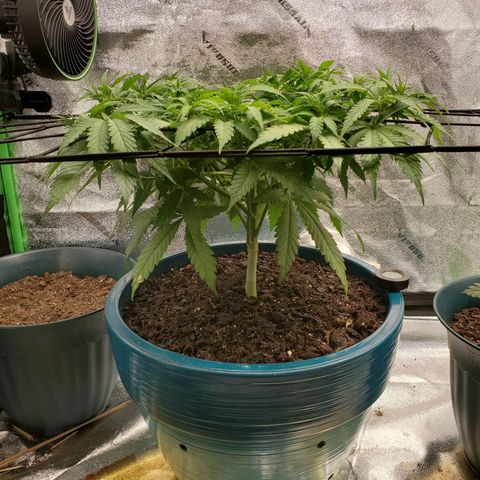 Cali growlog timeline photo