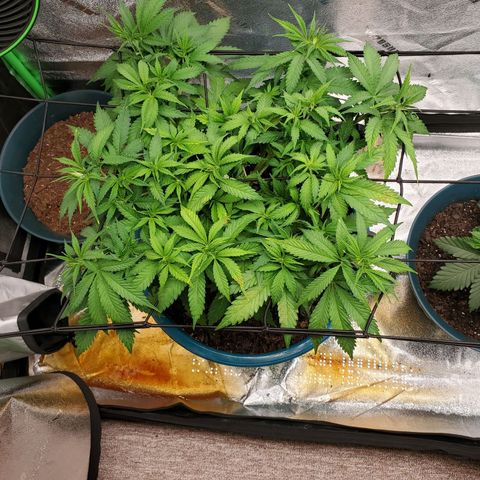 Cali growlog timeline photo