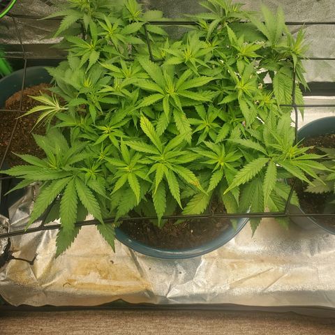 Cali growlog timeline photo