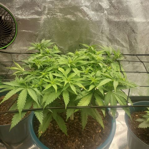 Cali growlog timeline photo