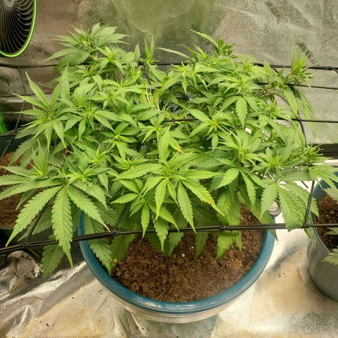 Cali growlog timeline photo