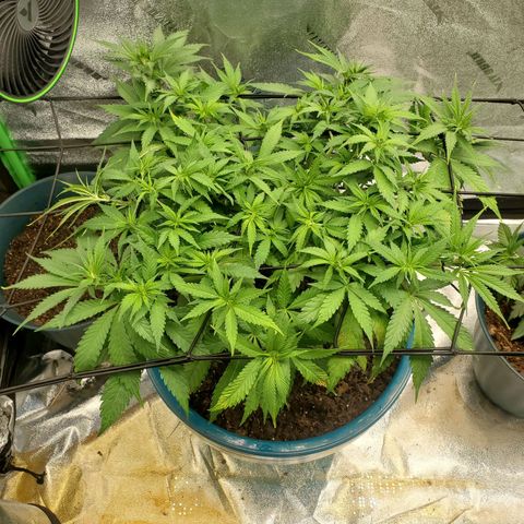 Cali growlog photo: Definitely stretching. Tuck and weave more everyday 